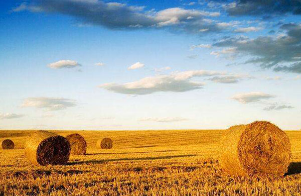 生物質(zhì)能利用途徑有哪些？目前存在什么問題？