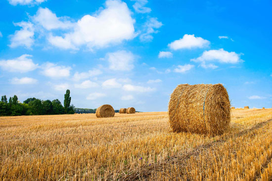 生物質(zhì)能源是什么能源？